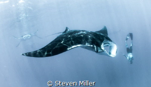 they were everywhere, came for Whalesharks! by Steven Miller 